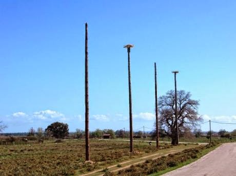 Αχαΐα: Οι λευκοπελαργοί ...ξανάρχονται - Έτοιμες νέες φωλιές για να τους υποδεχθούν - Φωτογραφία 9