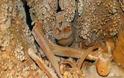 Ο αρχαιότερος ανθρώπινος σκελετός - Πού βρέθηκε; [photos]