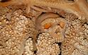 Ο αρχαιότερος ανθρώπινος σκελετός - Πού βρέθηκε; [photos] - Φωτογραφία 4