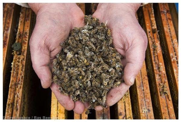 Το τέλος της μελισσοκομίας : Ασύλληπτων διαστάσεων οικολογική καταστροφή! [photos] - Φωτογραφία 1