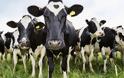 Ύποπτα κρούσματα νόσου τρελών αγελάδων στα κατεχόμενα