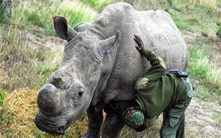 Ο τελευταίος αρσενικός λευκός ρινόκερος φυλάσσεται από ένοπλους - Φωτογραφία 1