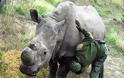 Ο τελευταίος αρσενικός λευκός ρινόκερος φυλάσσεται από ένοπλους