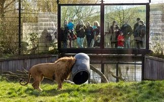 Κεφάλι λιονταριού σφηνώθηκε σε… βαρέλι - Φωτογραφία 1