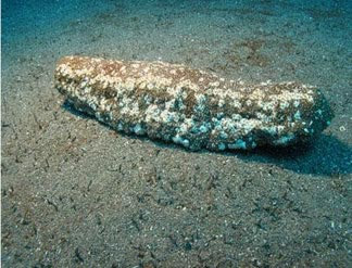 Τα πιο παράξενα πλάσματα που έχουν βρεθεί στην θάλασσα! Δείτε τα...σκέτη μαγεία [photos] - Φωτογραφία 13