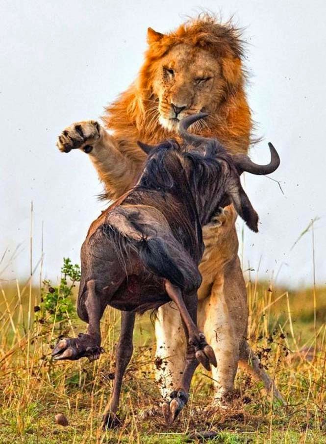 Η άγρια πλευρά της φύσης σε 8 υπέροχες φωτογραφίες - Δείτε την μάχη ενός λιονταριού με ένα γκνου - Φωτογραφία 2