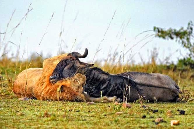 Η άγρια πλευρά της φύσης σε 8 υπέροχες φωτογραφίες - Δείτε την μάχη ενός λιονταριού με ένα γκνου - Φωτογραφία 8
