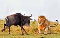Η άγρια πλευρά της φύσης σε 8 υπέροχες φωτογραφίες - Δείτε την μάχη ενός λιονταριού με ένα γκνου - Φωτογραφία 1
