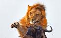 Η άγρια πλευρά της φύσης σε 8 υπέροχες φωτογραφίες - Δείτε την μάχη ενός λιονταριού με ένα γκνου - Φωτογραφία 2