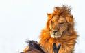 Η άγρια πλευρά της φύσης σε 8 υπέροχες φωτογραφίες - Δείτε την μάχη ενός λιονταριού με ένα γκνου - Φωτογραφία 3
