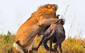 Η άγρια πλευρά της φύσης σε 8 υπέροχες φωτογραφίες - Δείτε την μάχη ενός λιονταριού με ένα γκνου - Φωτογραφία 5