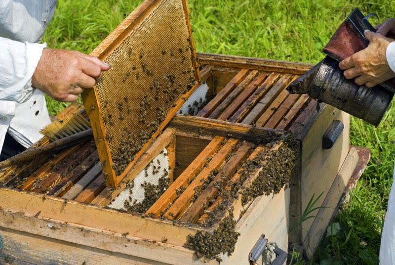 Αχαΐα: Ζευγάρι έκλεβε κυψέλες με μέλισσες - Φωτογραφία 1