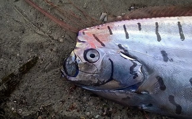 Μυστηριώδες ψάρι ξεβράστηκε στη Νέα Ζηλανδία - Φωτογραφία 1
