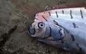 Μυστηριώδες ψάρι ξεβράστηκε στη Νέα Ζηλανδία