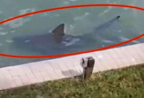 Τρόμος στην Φλόριντα - Καρχαρίες κολυμπούν δίπλα από αυλές σπιτιών - Δείτε το video - Φωτογραφία 1