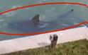 Τρόμος στην Φλόριντα - Καρχαρίες κολυμπούν δίπλα από αυλές σπιτιών - Δείτε το video