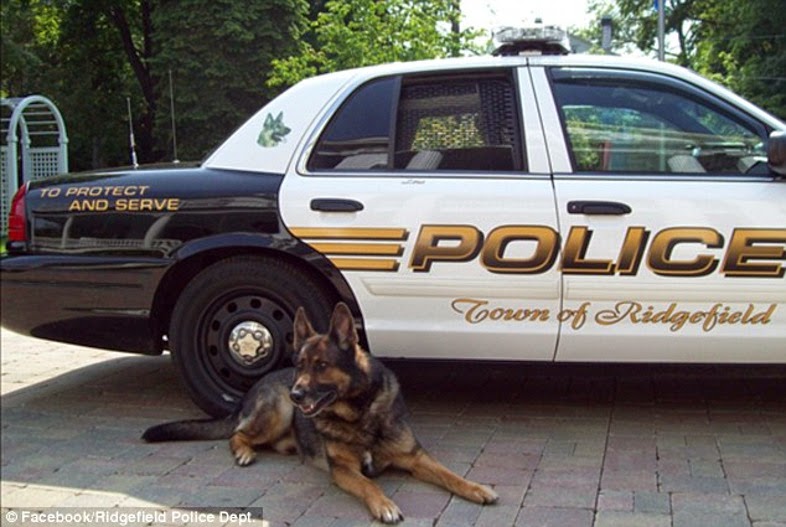 Mία συγκινητική στιγμή: «Αντίο» με στρατιωτικές τιμές σε αστυνομικό σκύλο πριν την ευθανασία [photos] - Φωτογραφία 2