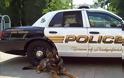 Mία συγκινητική στιγμή: «Αντίο» με στρατιωτικές τιμές σε αστυνομικό σκύλο πριν την ευθανασία [photos] - Φωτογραφία 1