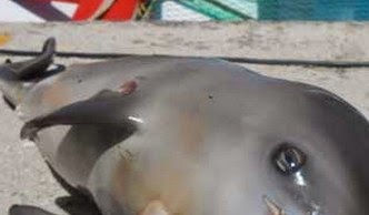 Νεκρό μωρό δελφίνι εντοπίστηκε στο λιμάνι στην Πρέβεζα [photos] - Φωτογραφία 1