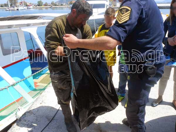 Νεκρό μωρό δελφίνι εντοπίστηκε στο λιμάνι στην Πρέβεζα [photos] - Φωτογραφία 2