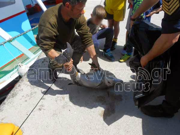 Νεκρό μωρό δελφίνι εντοπίστηκε στο λιμάνι στην Πρέβεζα [photos] - Φωτογραφία 3