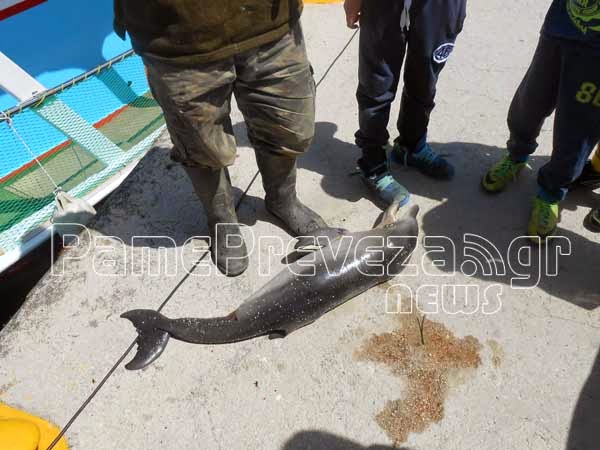 Νεκρό μωρό δελφίνι εντοπίστηκε στο λιμάνι στην Πρέβεζα [photos] - Φωτογραφία 4