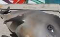 Νεκρό μωρό δελφίνι εντοπίστηκε στο λιμάνι στην Πρέβεζα [photos]