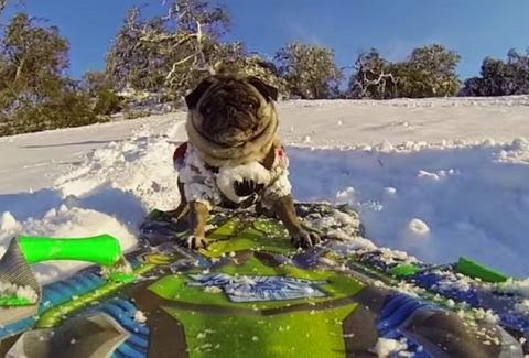 Αυτό το σκυλάκι κάνει snowboard και... ρίχνει το ίντερνετ! [video] - Φωτογραφία 1