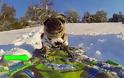 Αυτό το σκυλάκι κάνει snowboard και... ρίχνει το ίντερνετ! [video]