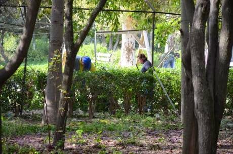 Πάτρα: Ο Δήμος καθάρισε τον κήπο του Σκαγιοπουλείου - Δείτε φωτο - Φωτογραφία 5