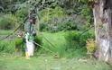 Πάτρα: Ο Δήμος καθάρισε τον κήπο του Σκαγιοπουλείου - Δείτε φωτο - Φωτογραφία 2