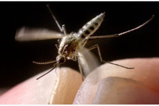 Πώς μυρίζουν οι άνθρωποι που προσελκύουν τα κουνούπια; - Φωτογραφία 1
