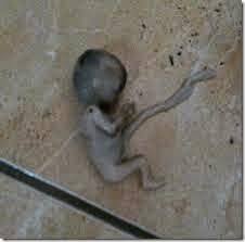 ΣΟΚΑΡΙΣΤΙΚΟ! ΔΕΙΤΕ το έμβρυο που βρέθηκε σε τουαλέτες του ΕΠΑΛ Ζακύνθου... [photos] - Φωτογραφία 4