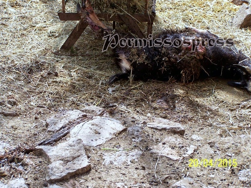 Απίστευτη βαρβαρότητα σε βάρος ζώων στο Λεοντάρι Βοιωτίας-Σκληρές εικόνες - Φωτογραφία 1