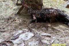 Απίστευτη βαρβαρότητα σε βάρος ζώων στο Λεοντάρι Βοιωτίας-Σκληρές εικόνες