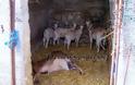 Απίστευτη βαρβαρότητα σε βάρος ζώων στο Λεοντάρι Βοιωτίας-Σκληρές εικόνες - Φωτογραφία 2