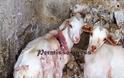 Απίστευτη βαρβαρότητα σε βάρος ζώων στο Λεοντάρι Βοιωτίας-Σκληρές εικόνες - Φωτογραφία 3