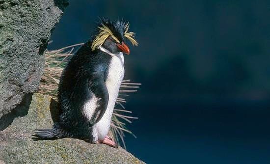 Πιγκουίνοι με… λοφίο - Φωτογραφία 1