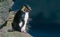 Πιγκουίνοι με… λοφίο