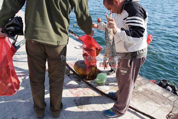 Πρέβεζα: Μπουκάλια, λάστιχα, κάδος και… πινακίδες στο Λιμάνι - Φωτογραφία 4