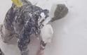 Νέο βίντεο που ΣΟΚΑΡΕΙ από τη χιονοστιβάδα στο Έβερεστ τη στιγμή του σεισμού! [video]