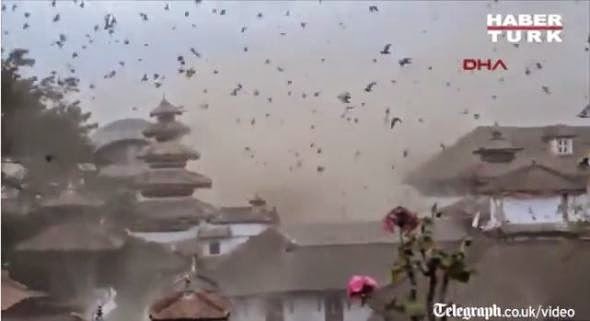 To βίντεο προκαλεί ΣΟΚ! Η αντίδραση των πουλιών την ώρα του σεισμού στο Νεπάλ... [video] - Φωτογραφία 1