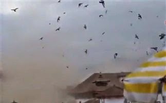 Η αντίδραση των πουλιών την ώρα του φονικού σεισμού - Φωτογραφία 1