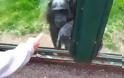 Δικαστική δικαίωση για δύο χιμπατζήδες
