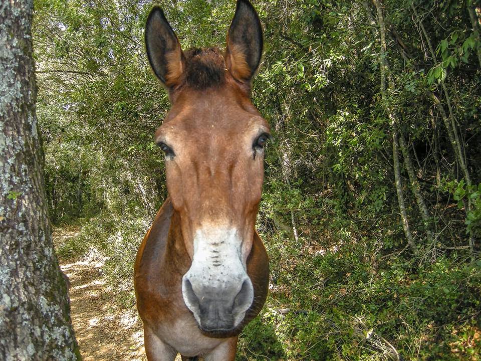 6379 – Άνοιξη στο Άγιο Όρος με τον φακό του Βασίλη Μαρκόπουλου - Φωτογραφία 26