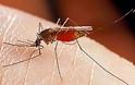 Ο Δήμος Ιστιαίας-Αιδηψού στην καταπολέμηση των κουνουπιών