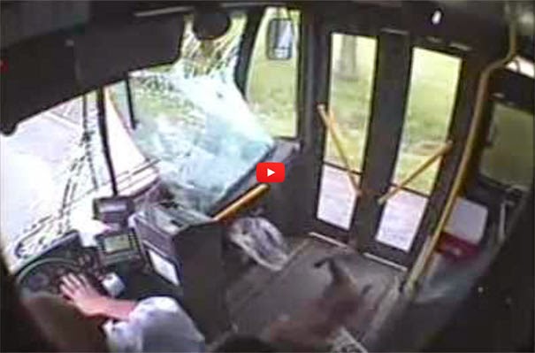 Απίστευτο ατύχημα...Λεωφορείο χτύπησε ελάφι με πολύ απρόσμενη κατάληξη (Video) - Φωτογραφία 1