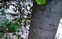 Αγρίνιο:  Κατέστρεψαν δέντρα και αφαίρεσαν φυτά από την πλατεία Ειρήνης - Φωτογραφία 2