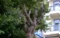 Αγρίνιο:  Κατέστρεψαν δέντρα και αφαίρεσαν φυτά από την πλατεία Ειρήνης - Φωτογραφία 3