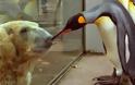 Οι πιγκουίνοι «χρησιμοποιούν κουτσουλιές για να λιώνουν το χιόνι»